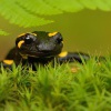 Mlok skvrnity - Salamandra salamandra - Fire Salamander 4185